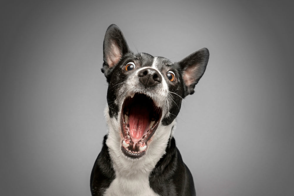 Excited puppy